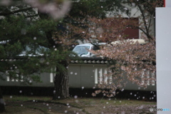 撮って出し(2025-04-25_09-39)-(Canon EOS 60D-2