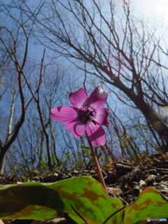 撮って出し(2024-04-07_10-23)-(Canon PowerShot