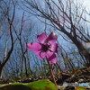 撮って出し(2024-04-07_10-23)-(Canon PowerShot