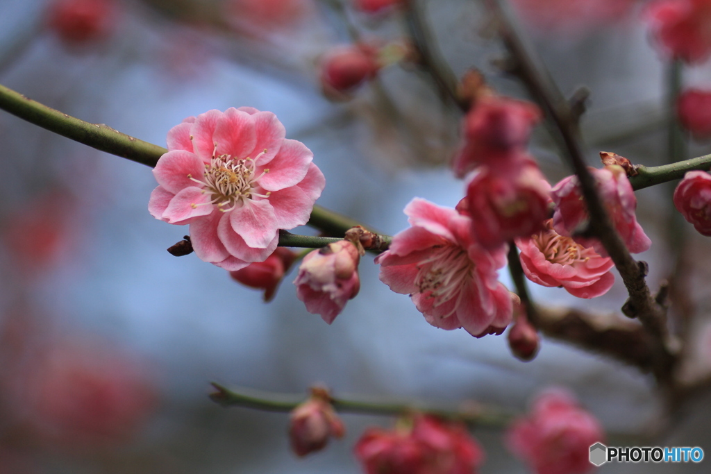 撮って出し(2025-04-12_11-18)-(Canon EOS 60D-9
