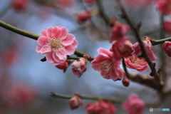 撮って出し(2025-04-12_11-18)-(Canon EOS 60D-9