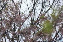 撮って出し(2025-04-25_09-56)-(Canon EOS 60D-2