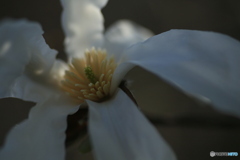 撮って出し(2024-04-12_14-52)-(Canon EOS 6D-90