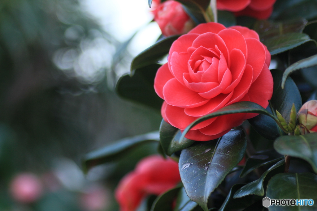 撮って出し-Canon EOS 60D-90.0-41_04_01-1