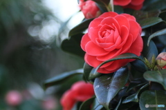 撮って出し-Canon EOS 60D-90.0-41_04_01-1