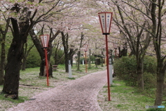 撮って出し(2025-04-24_08-28)-(Canon EOS 60D-5