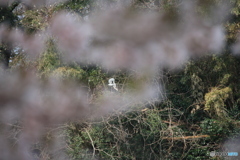 撮って出し(2025-04-19_09-58)-(Canon EOS 60D-2