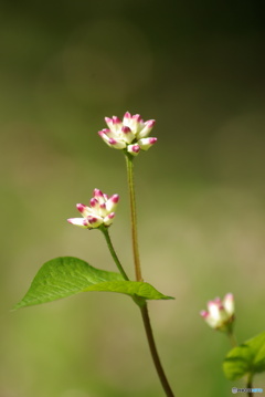 撮って出し(2025-10-30_11-32)-(PENTAX K10D-300