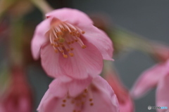 撮って出し(2025-04-12_10-26)-(Canon EOS 60D-9