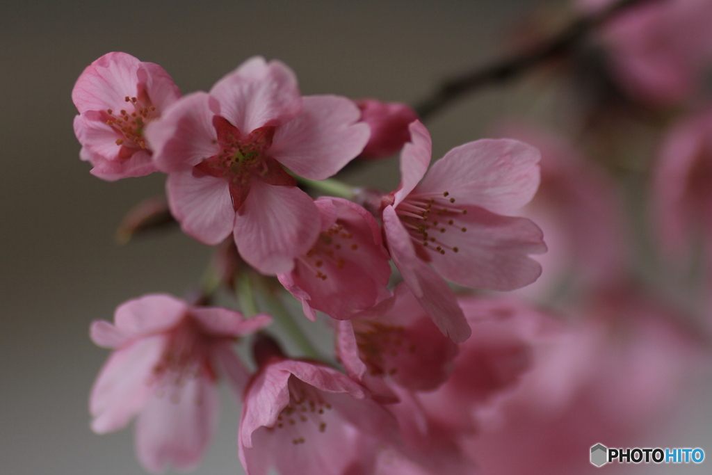 撮って出し(2025-04-12_10-24)-(Canon EOS 60D-9
