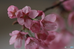 撮って出し(2025-04-12_10-24)-(Canon EOS 60D-9