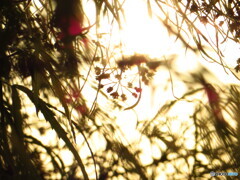 撮って出し(2024-04-28_17-51)-(Canon PowerShot