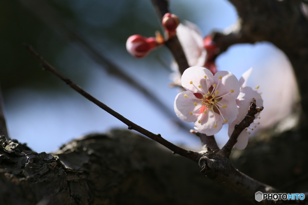 撮って出し(2024-04-08_10-56)-(Canon EOS 6D-90