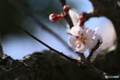 撮って出し(2024-04-08_10-56)-(Canon EOS 6D-90