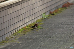 撮って出し(2025-04-18_09-20)-(Canon EOS 60D-2