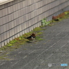 撮って出し(2025-04-18_09-20)-(Canon EOS 60D-2