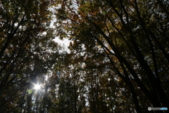 撮って出し(2025-10-27_09-38)-(Canon EOS 6D-30