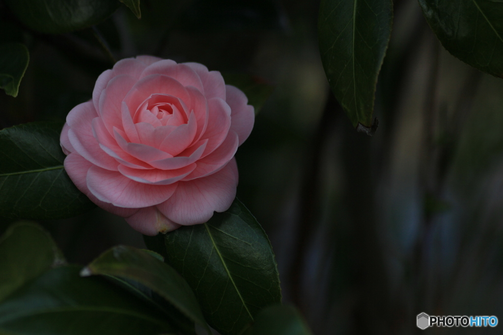 撮って出し-Canon EOS 60D-90.0-41_04_03-4