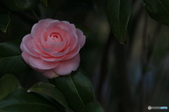 撮って出し-Canon EOS 60D-90.0-41_04_03-4