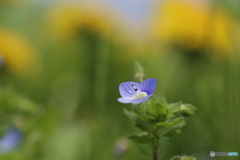 撮って出し(2025-04-26_12-11)-(Canon EOS 6D-90