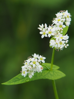 撮って出し(2024-09-03_12-14)-(E-M5-150(OLYMPU