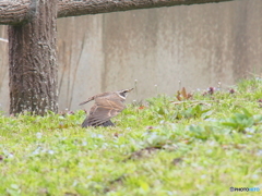 撮って出し(2025-04-07_11-31)-(E-M5-150(OLYMPU