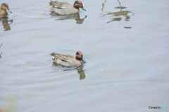 撮って出し(2025-04-27_12-39)-(Canon EOS 60D-2