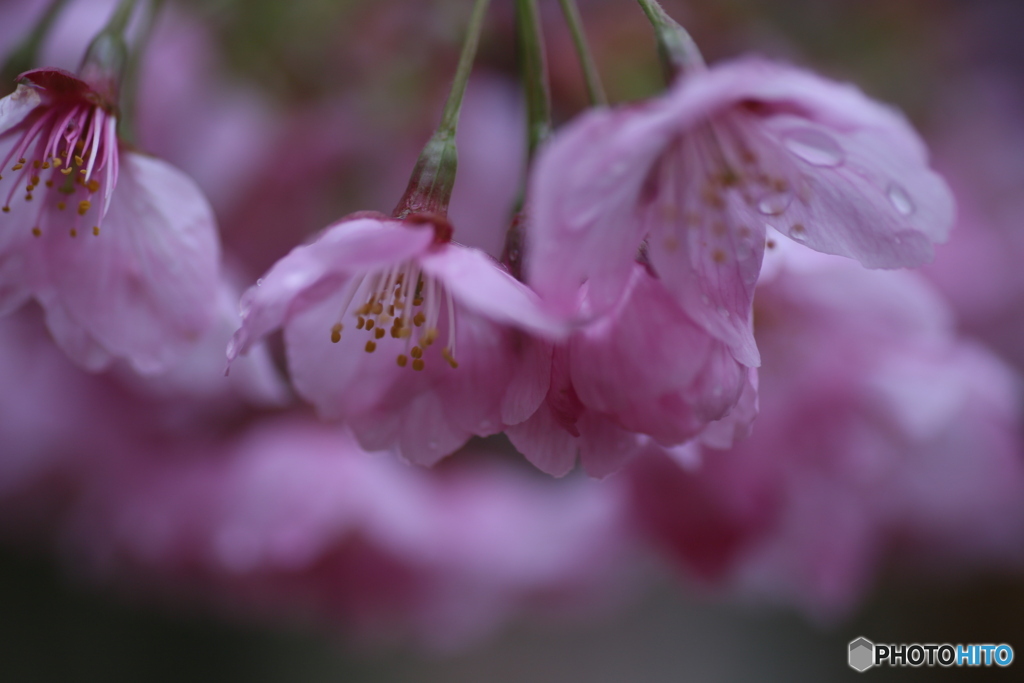撮って出し(2025-04-18_17-26)-(Canon EOS 6D-90