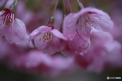 撮って出し(2025-04-18_17-26)-(Canon EOS 6D-90