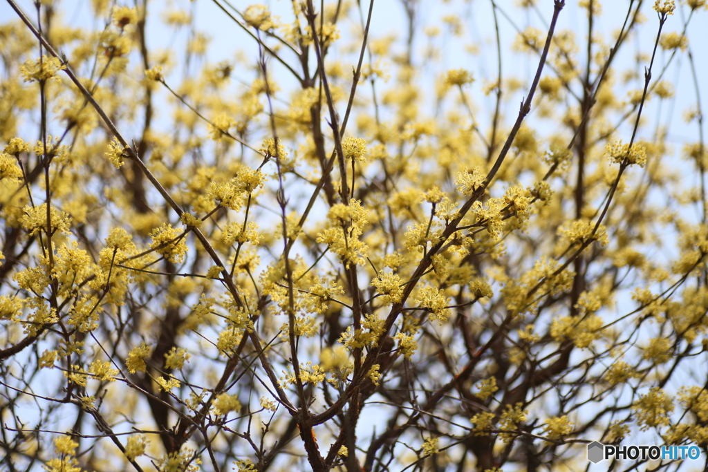 撮って出し(2025-04-07_12-06)-(Canon EOS 6D-90