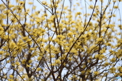 撮って出し(2025-04-07_12-06)-(Canon EOS 6D-90