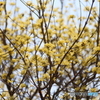 撮って出し(2025-04-07_12-06)-(Canon EOS 6D-90