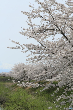 撮って出し-Canon EOS 6D-90.0-41_04_11-26