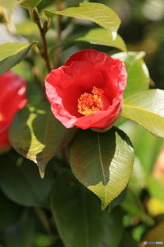 撮って出し(2024-04-08_11-01)-(Canon EOS 6D-90