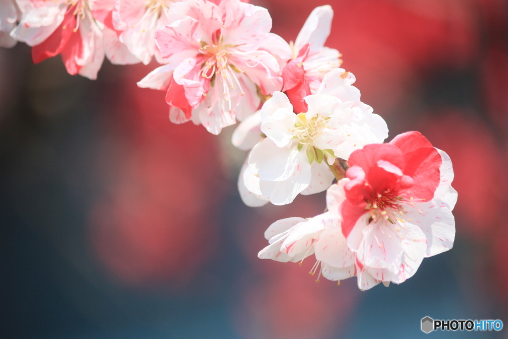 撮って出し(2025-04-27_09-59)-(Canon EOS 60D-1