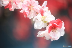 撮って出し(2025-04-27_09-59)-(Canon EOS 60D-1