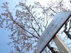 撮って出し(2025-04-26_11-47)-(Canon PowerShot