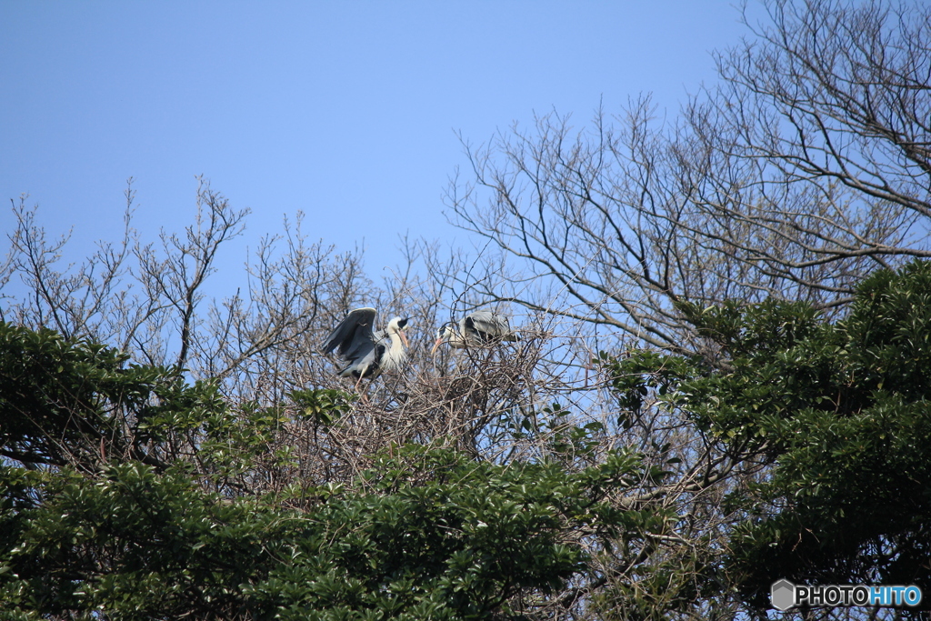 撮って出し(2025-04-19_10-39)-(Canon EOS 60D-2