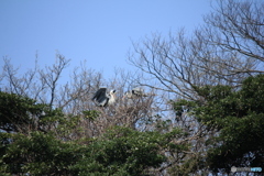 撮って出し(2025-04-19_10-39)-(Canon EOS 60D-2