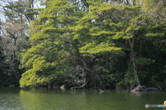 撮って出し(2024-04-12_14-58)-(Canon EOS 6D-90