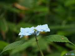 撮って出し(2025-06-15_14-40)-(E-M5-150(OLYMPU