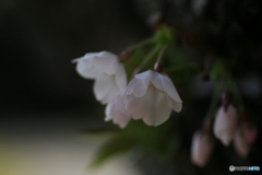 撮って出し(2024-04-12_13-55)-(Canon EOS 6D-90