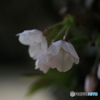 撮って出し(2024-04-12_13-55)-(Canon EOS 6D-90