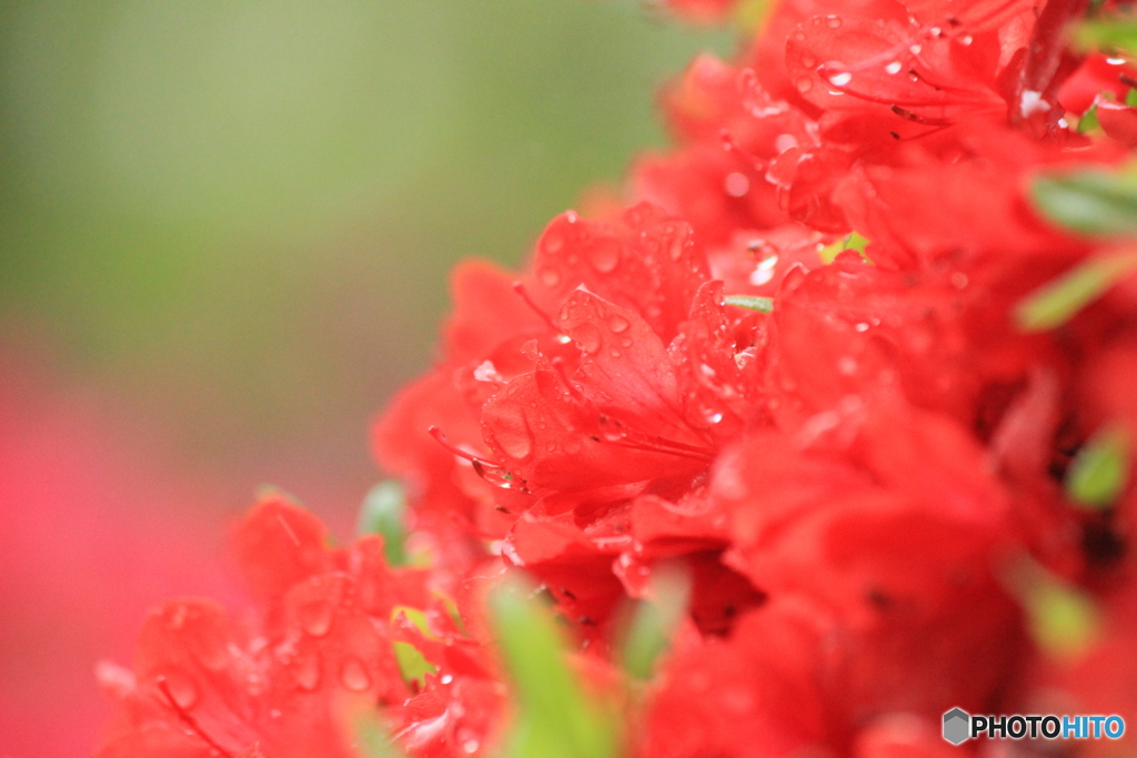 撮って出し(2025-05-11_10-21)-(Canon EOS 60D-2