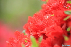 撮って出し(2025-05-11_10-21)-(Canon EOS 60D-2