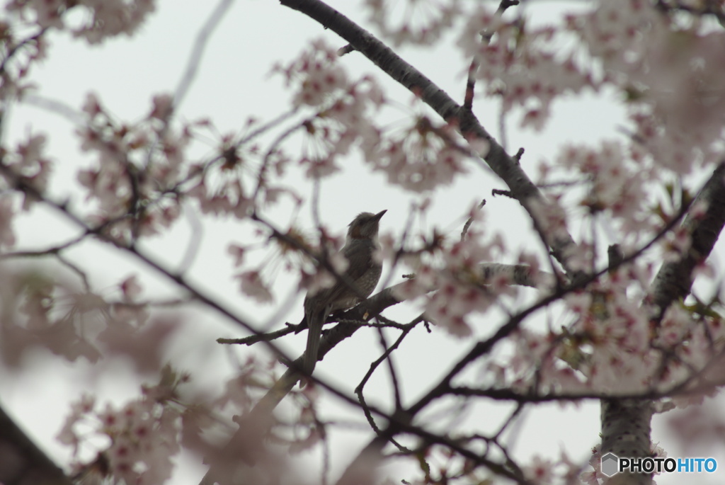 撮って出し(2025-04-24_09-30)-(PENTAX K10D-300