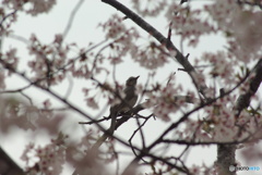 撮って出し(2025-04-24_09-30)-(PENTAX K10D-300