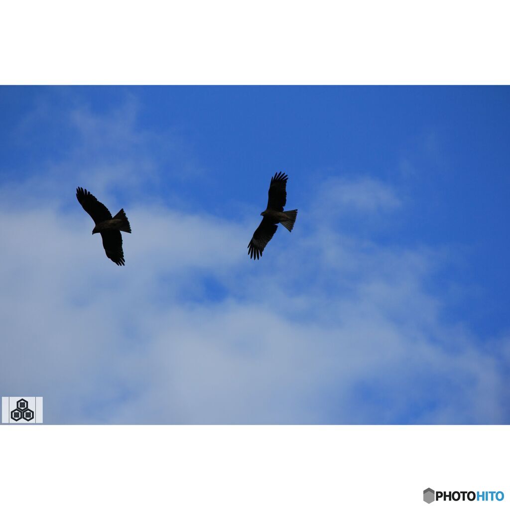 撮って出し(2023-11-26_08-14)-250-EF-S55-250mm