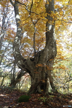 撮って出し(2025-11-04_10-49)-(Canon EOS 6D-28