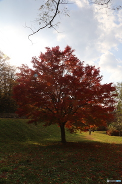 撮って出し(2025-11-07_14-13)-(Canon EOS 6D-28